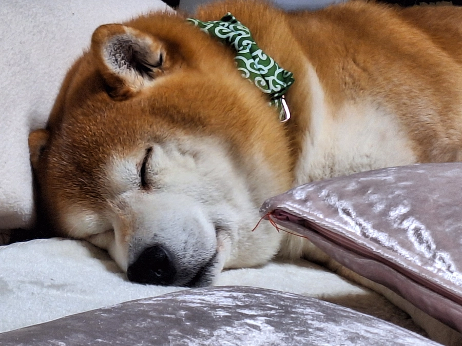 残すところあと1日に！