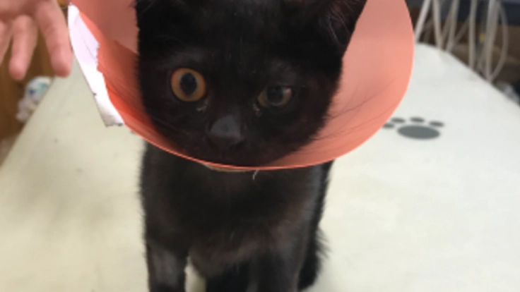 片足を失くした保護猫を助けたい！
