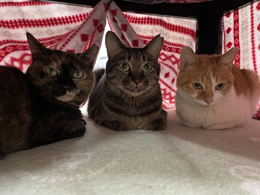 クラファン第一目標達成のお礼