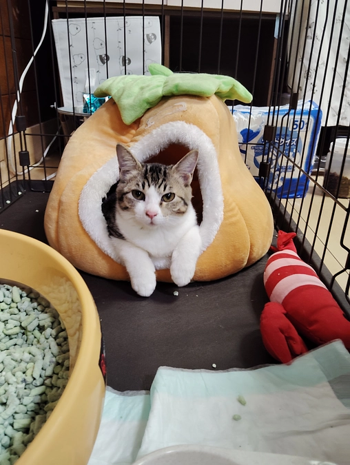 保護猫ちゃんの紹介