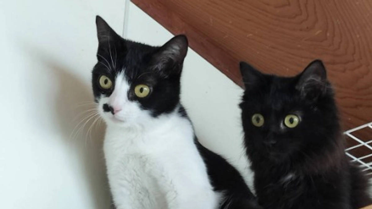 凄まじい進化を遂げたクッキーイベント　開催報告