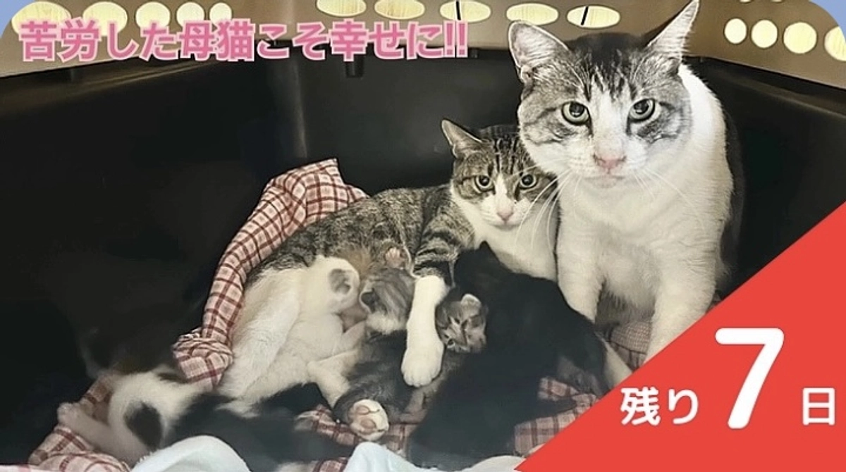 クリスマスに美味しいおやつが食べれますように