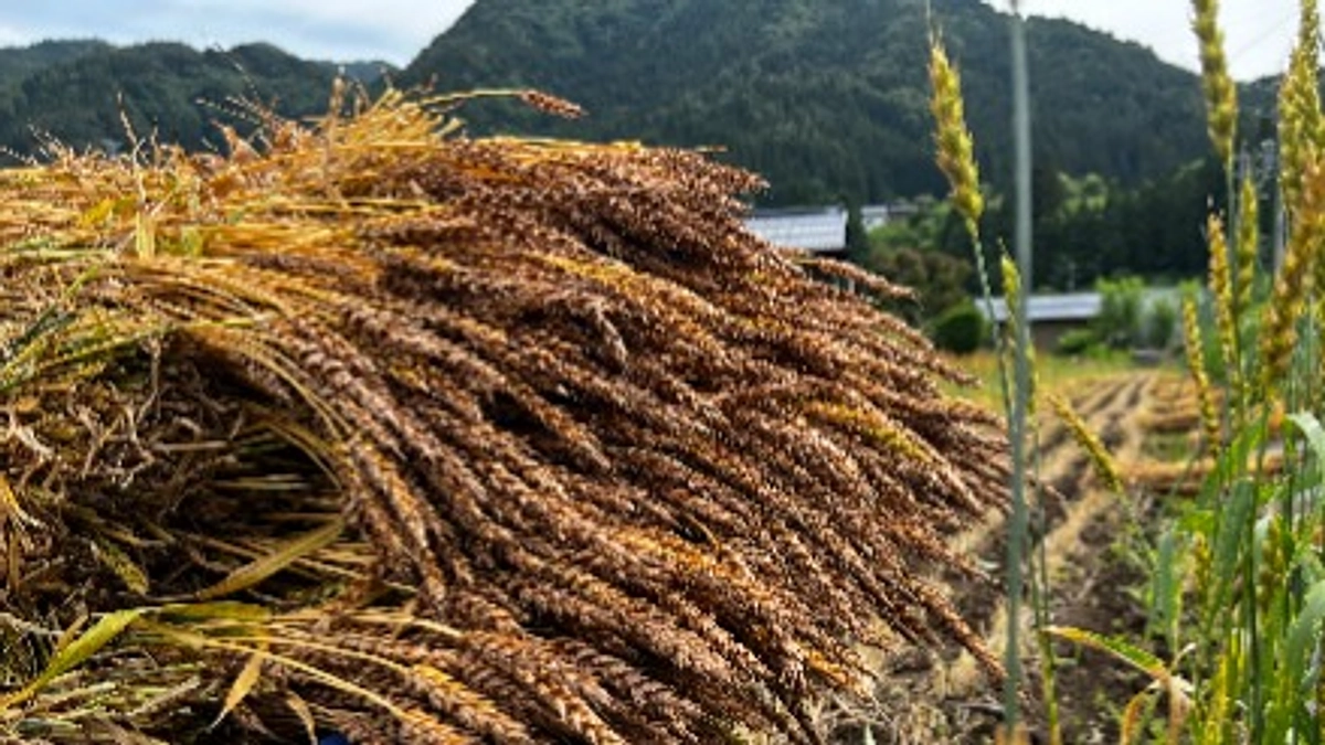 自然栽培では、なぜ麦を蒔くことから始めるのか。