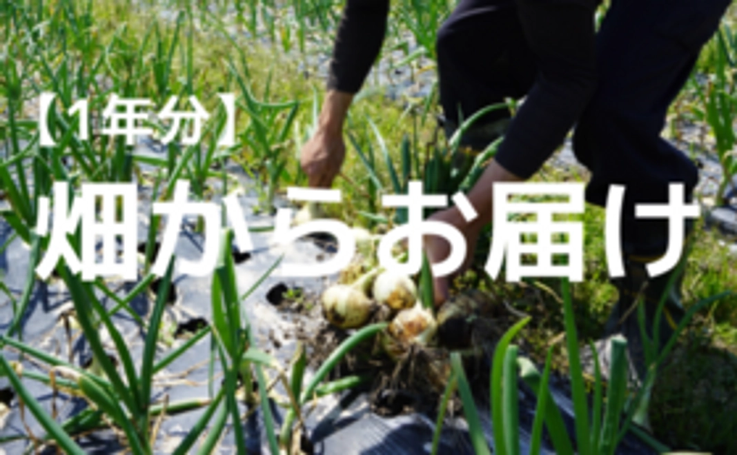 畑からお届けコース 旬の野菜セット【定期便・1年】