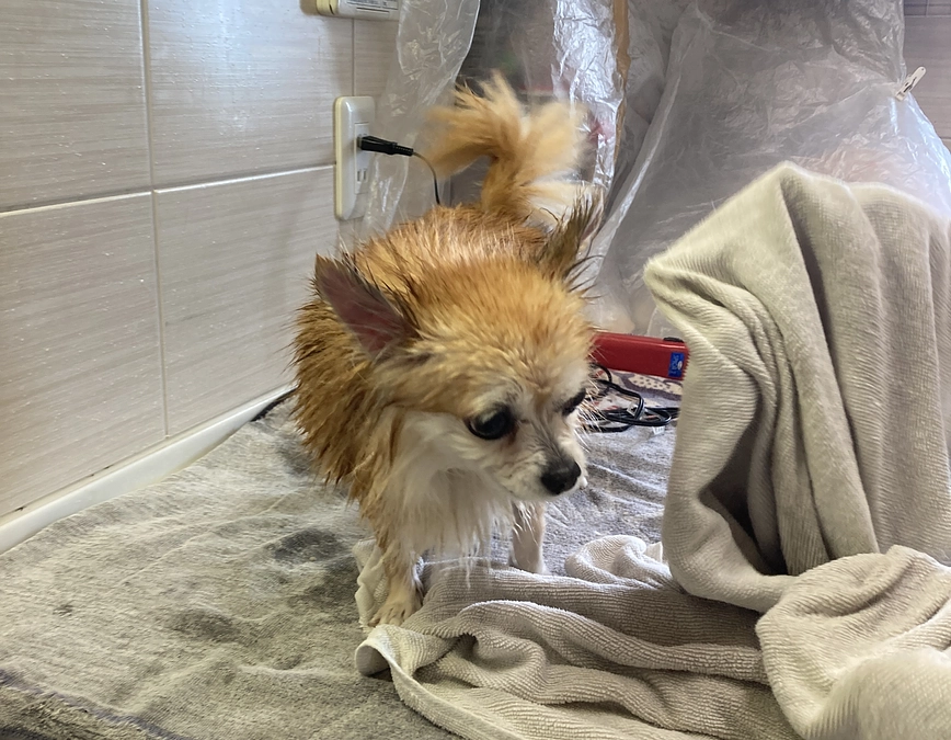 こつぶの最新の治療状況をお知らせします