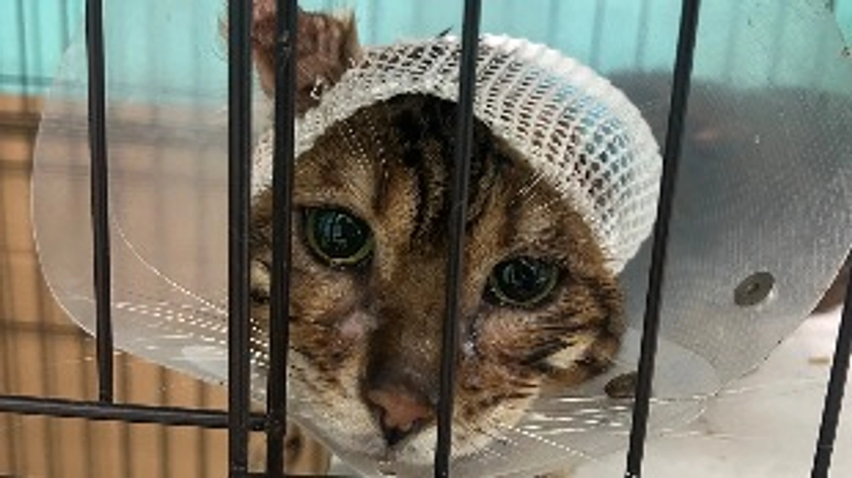 【ゴローくん】