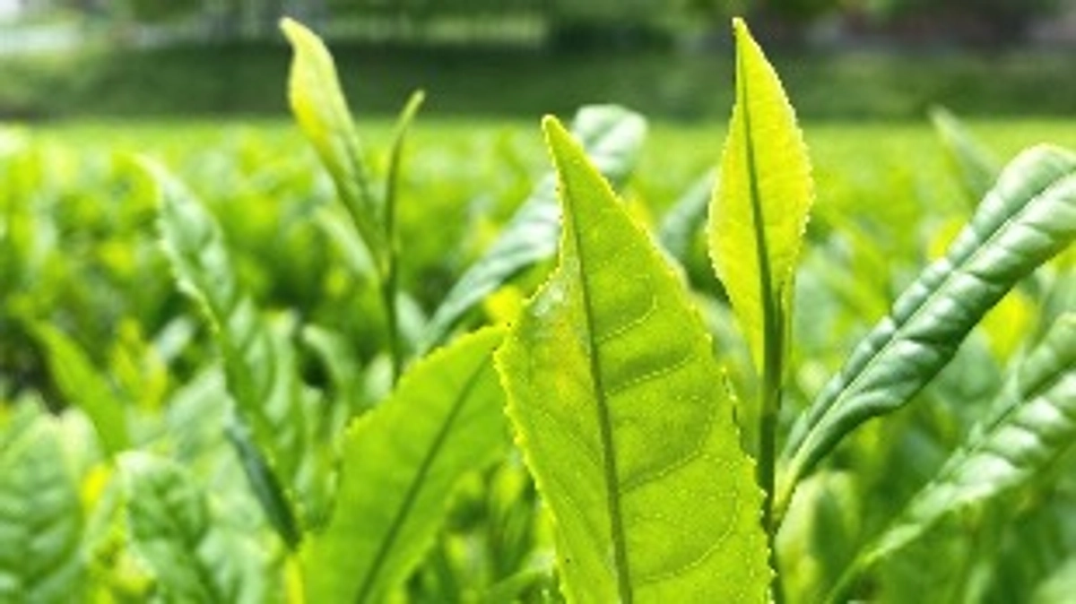 【クラウドファンディング終了のご報告と御礼】  