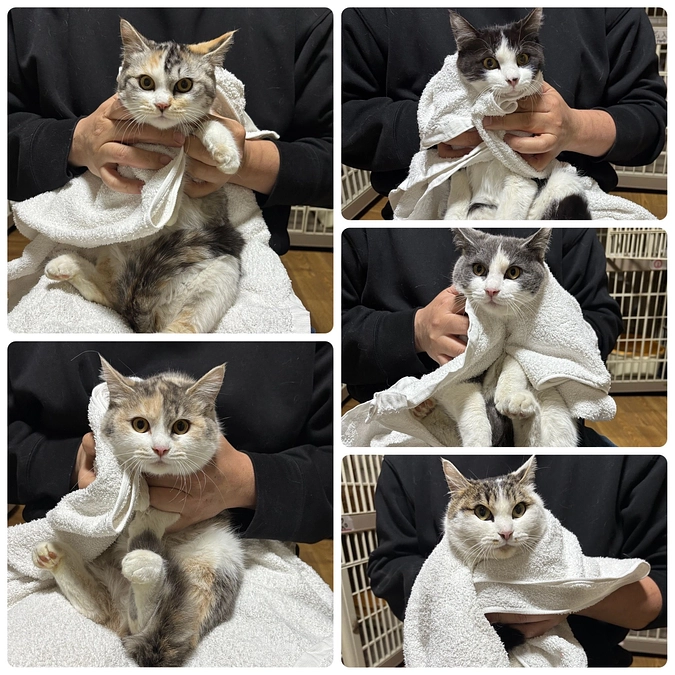 ２月１２日、ウクライナの方からの相談で５頭の猫を保護しました。