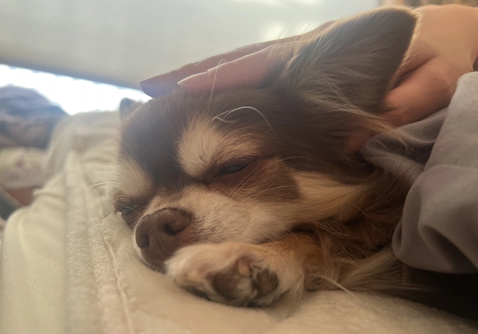 動画でのご報告につきまして