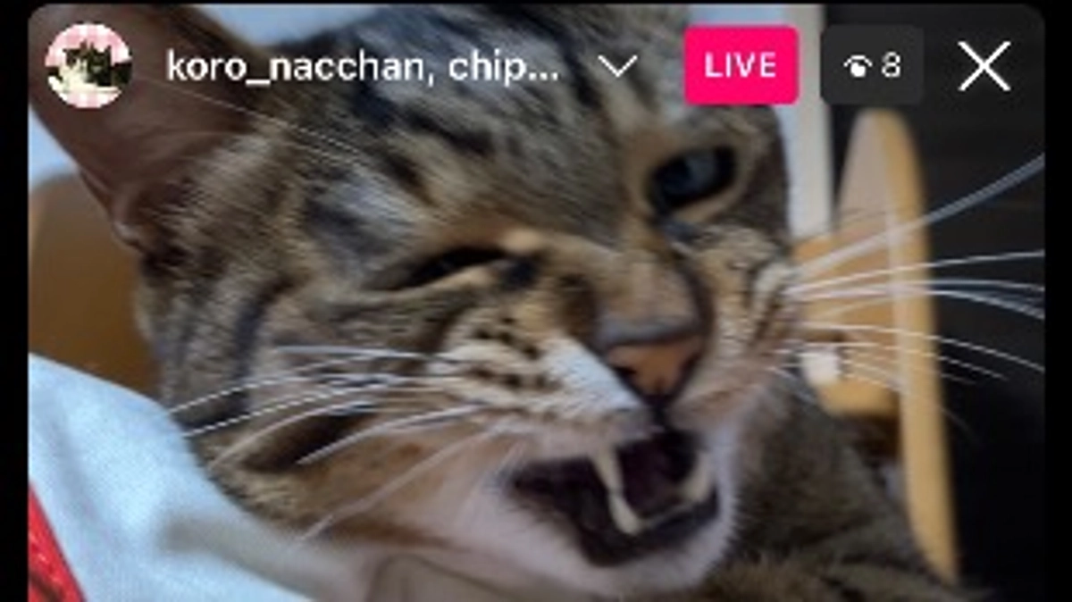 【インスタライブ】6月11日・12日