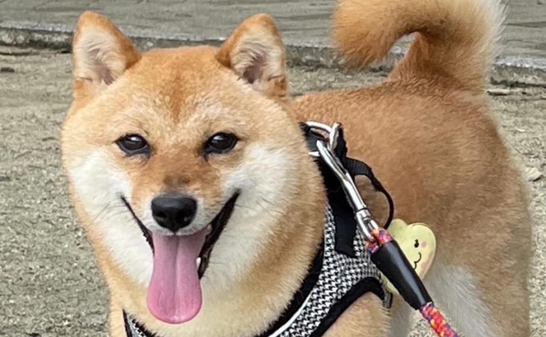 頑張れサクラ①