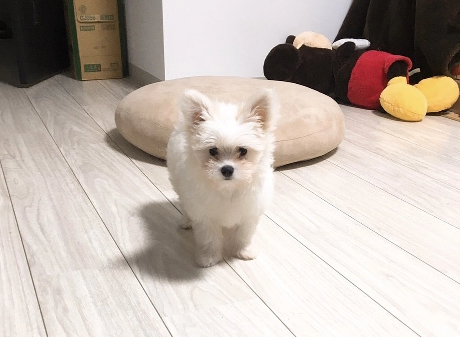 手術費のお支払いをしてきました。