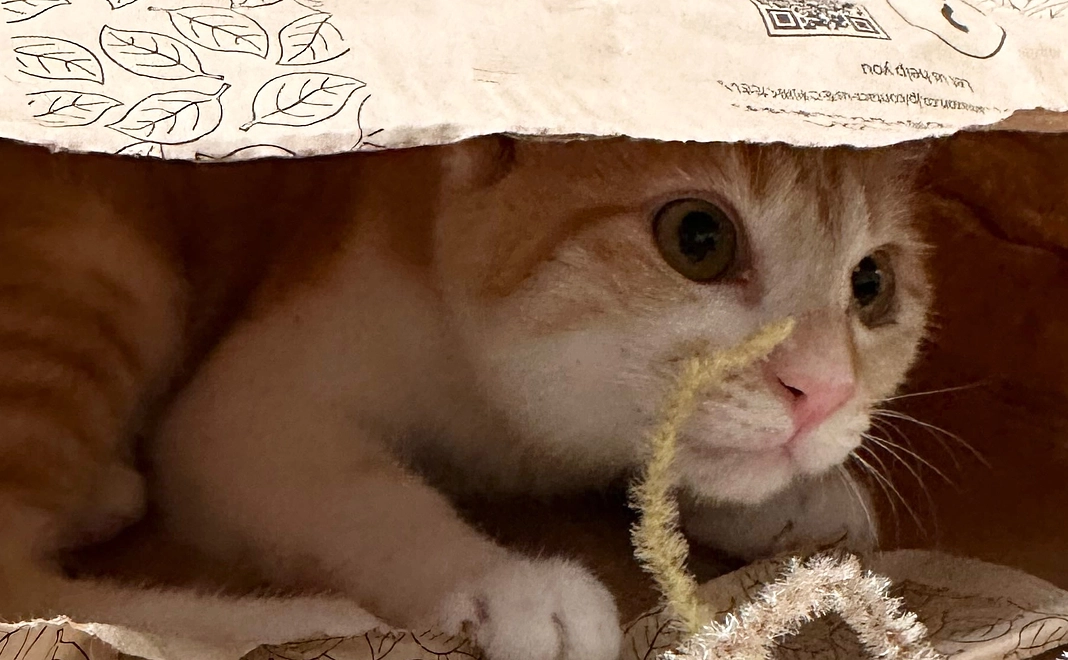 ルル寛解・完治祈願！応援 500円