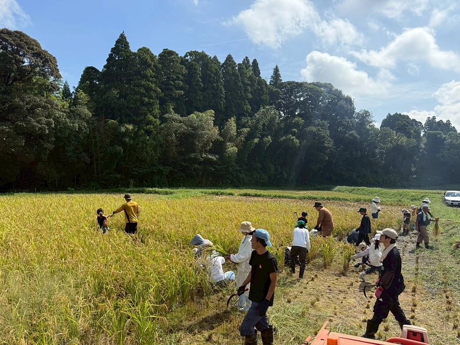 🌾9月下旬に稲刈りイベントを開催しました！🌾