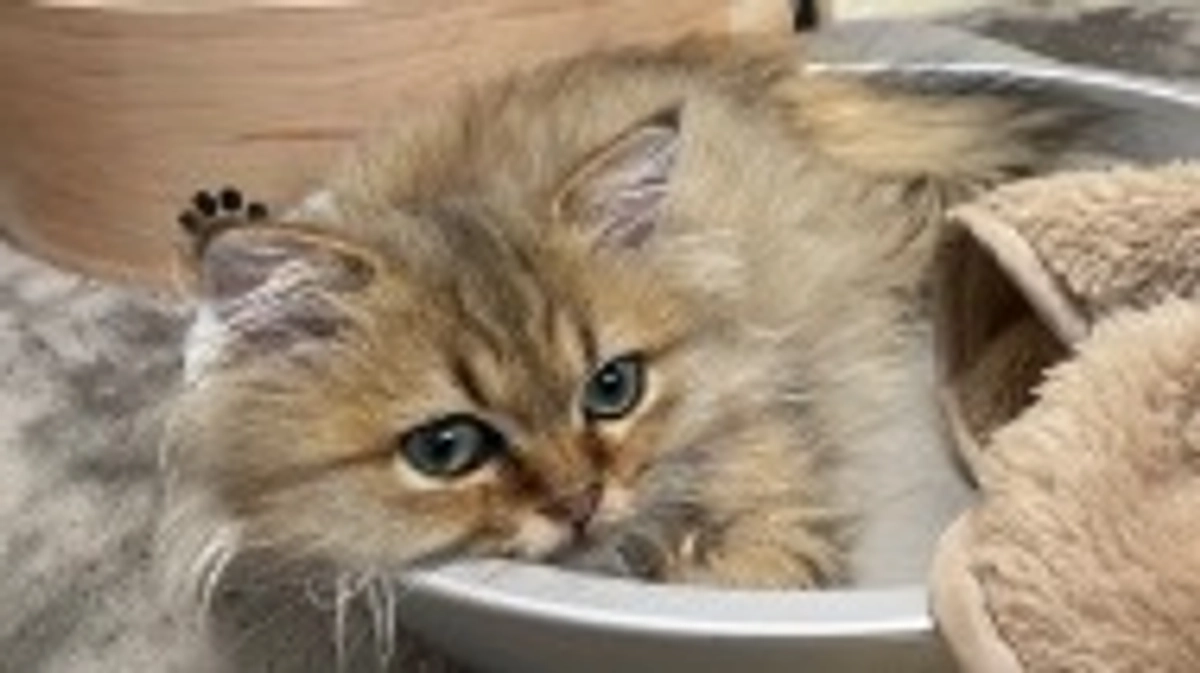 モフモフの冬毛