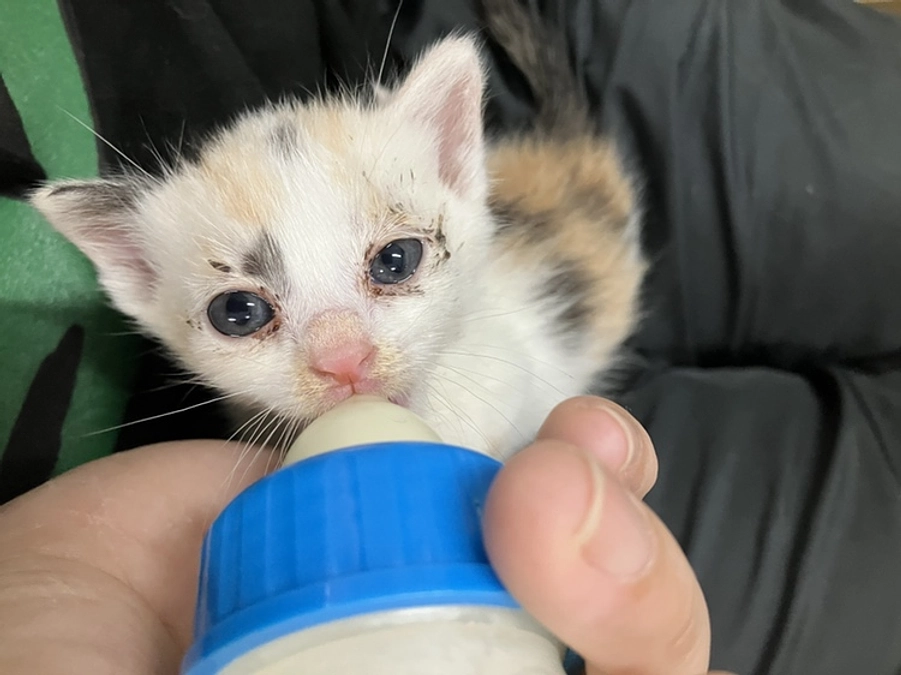 子猫到来シーズンの始まり…？【写真たくさん】
