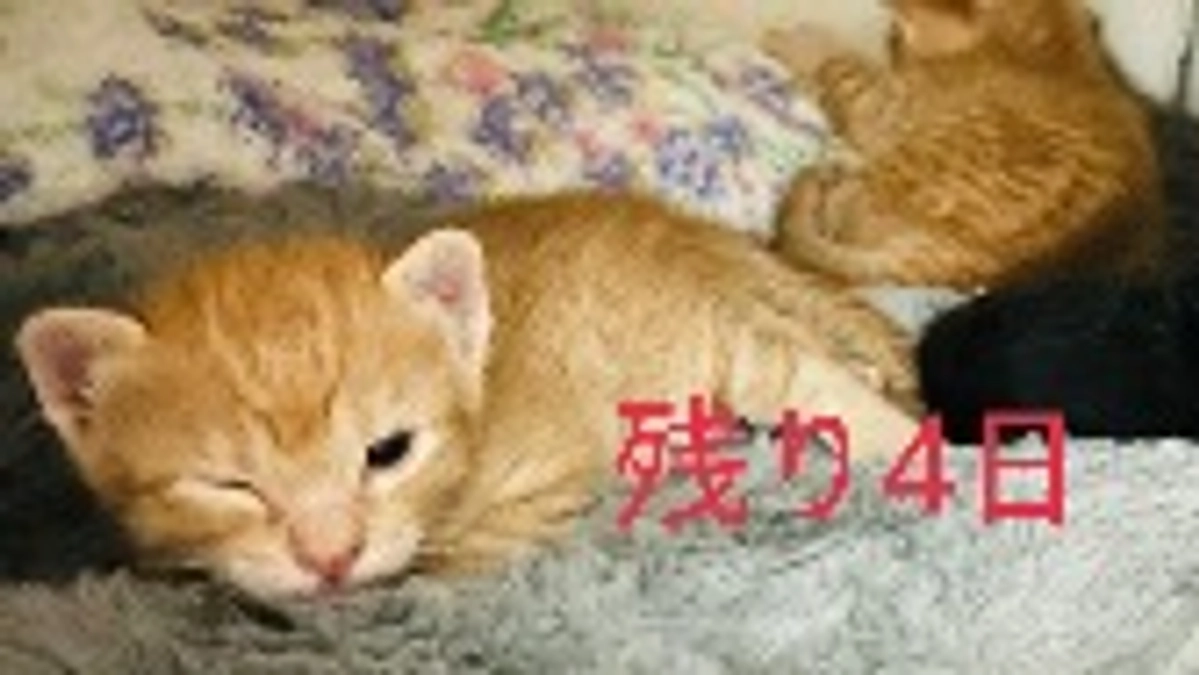 子猫達の順調すぎる体重経過公開！！