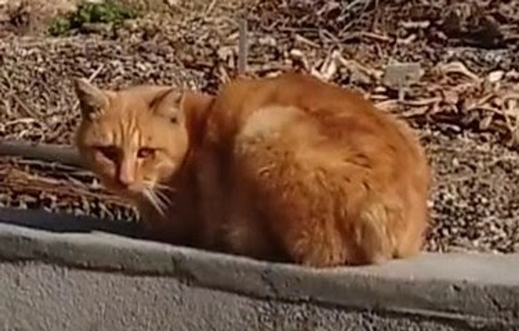 🐈ヨッちゃんと出会った頃のお話～野良時代編～🐈