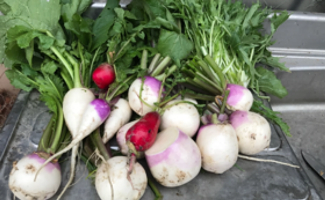 地元野菜で作った無添加ジャム　2個