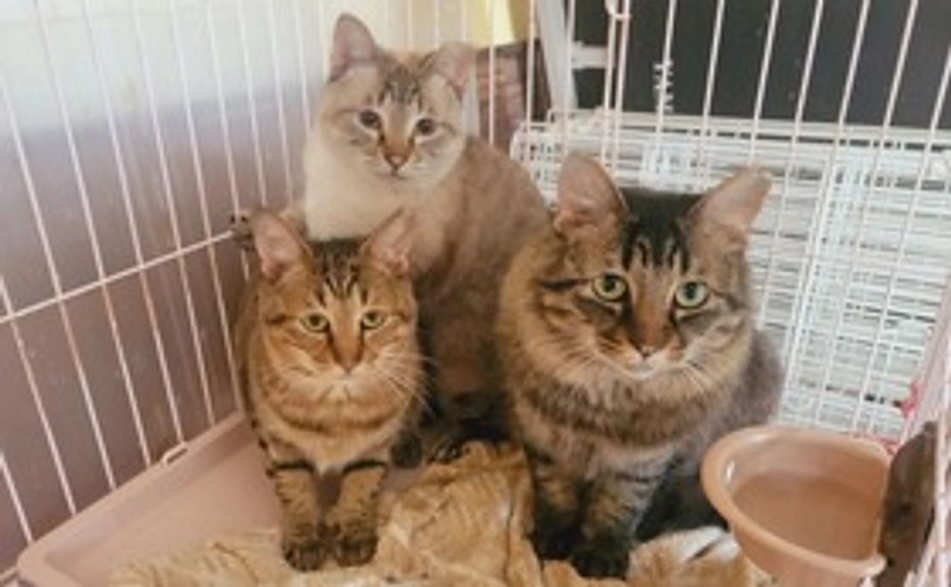 3000円応援コース