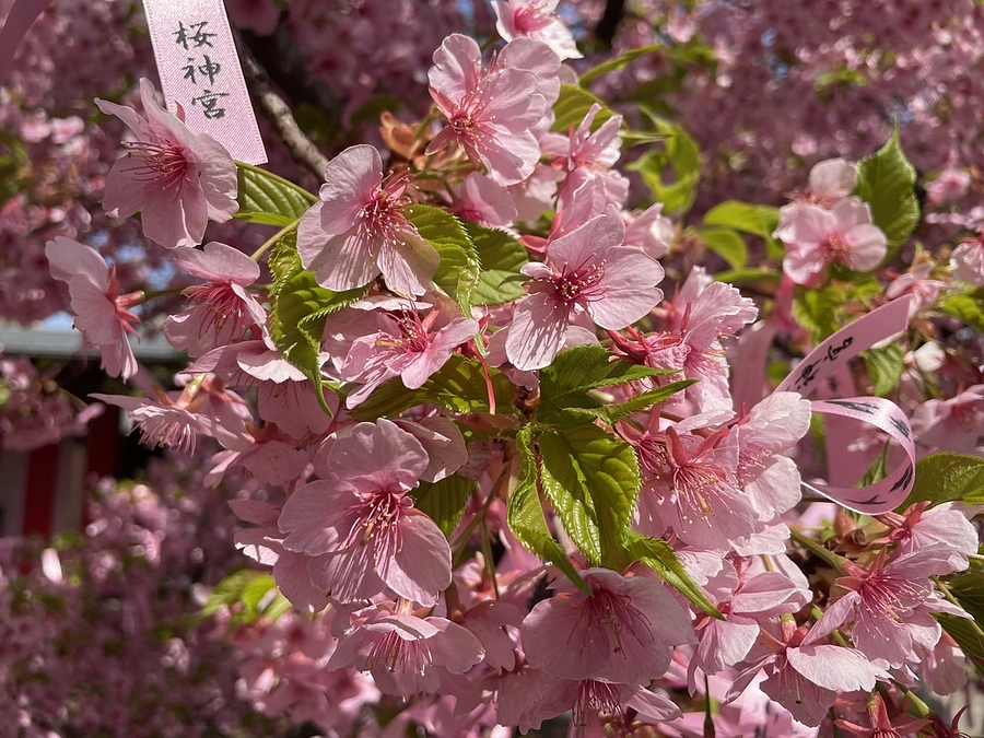番外編7 桜を世界へ