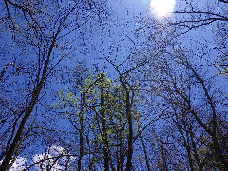 🐾いきものフィールド日記 No.1　～ヤマネの森から～