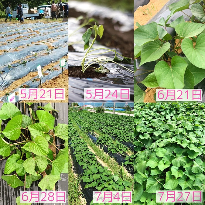 プロジェクトスタートの御礼＆ “紅はるか”の様子🍠