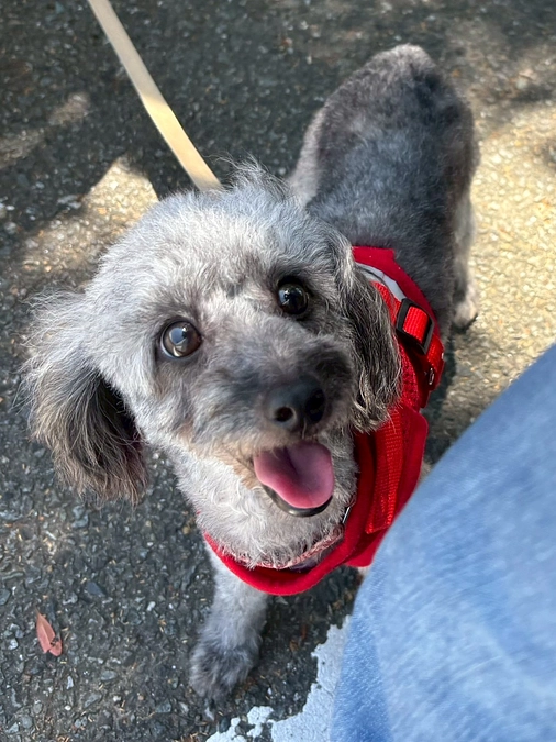 今日の小さなしっぽ