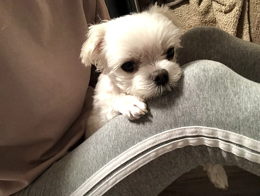 8/12のパフ太(*^_^*)