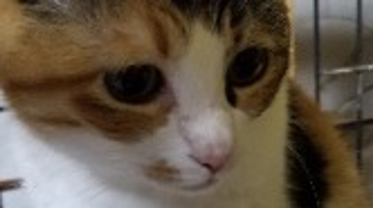 こころとチャー