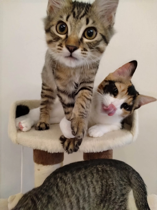 最近のらいくん