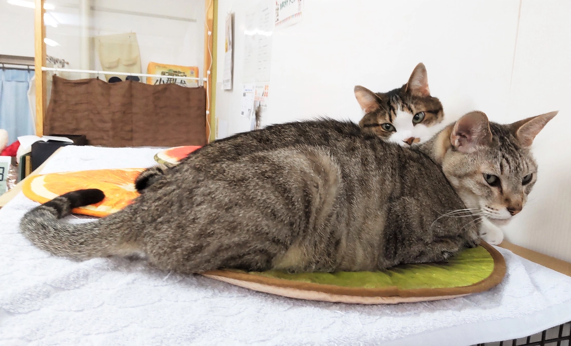 🐾～返礼品の季節のおハガキ残暑見舞い発送しました～🐾