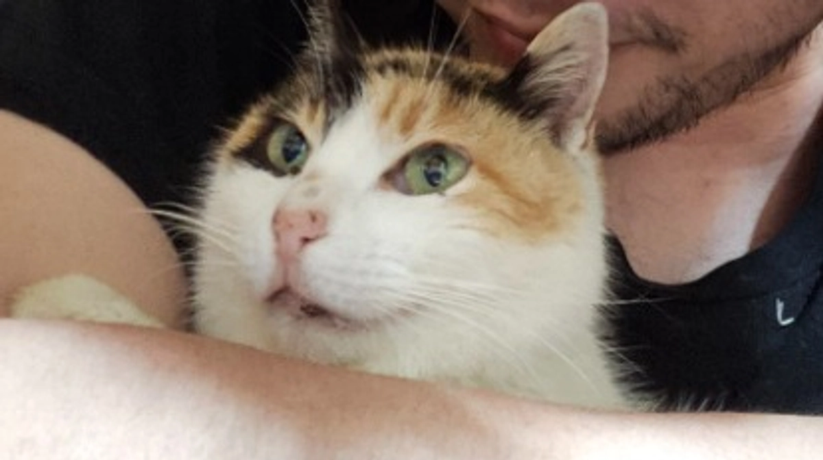 新しい保護猫ちゃん