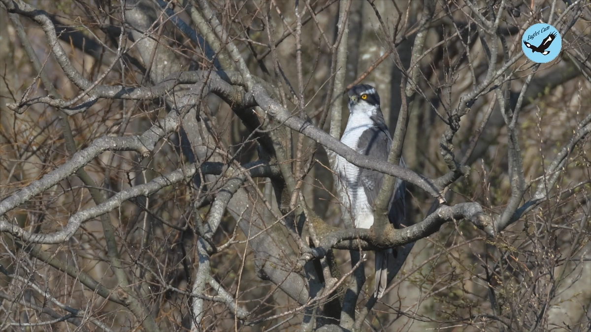 オオタカの繁殖　抱卵期2024年4月1日