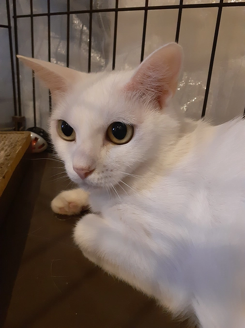 パトラちゃん宅へ半年後の家庭訪問。