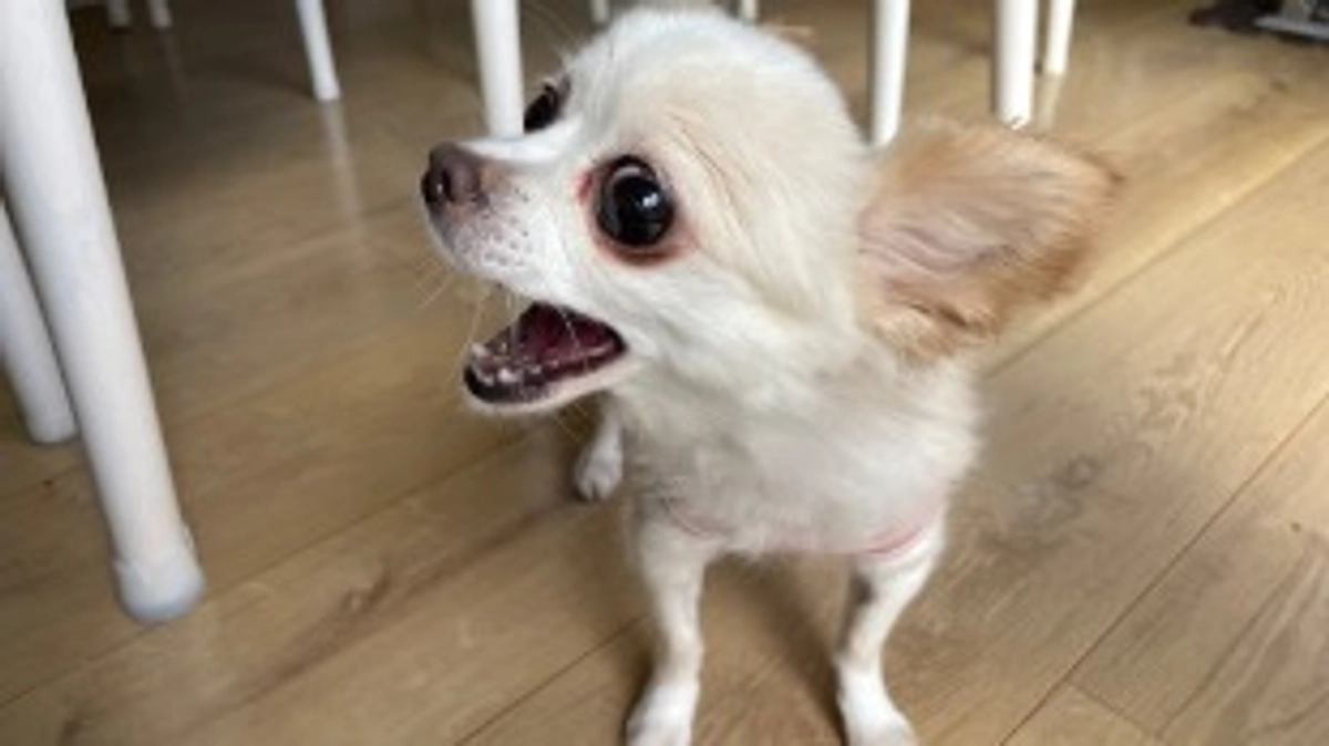 ありがとうございます！