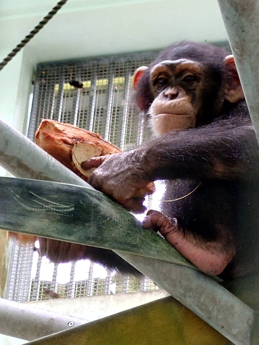 チンパンジーの同居について、しまぶくろ飼育員といさ飼育員にインタビューしました！
