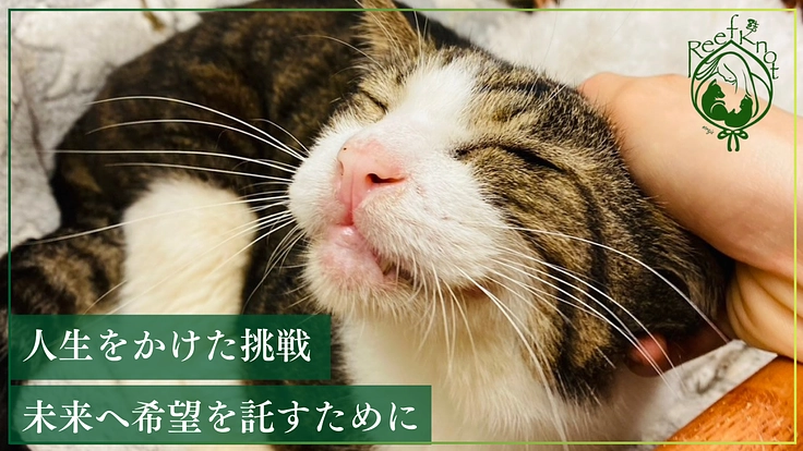 結んだ絆、ほどけないように。保護活動を未来につなぐ新施設の購入へ