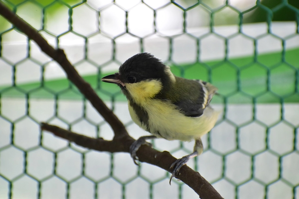 シジュウカラの雛、無事、リリース！