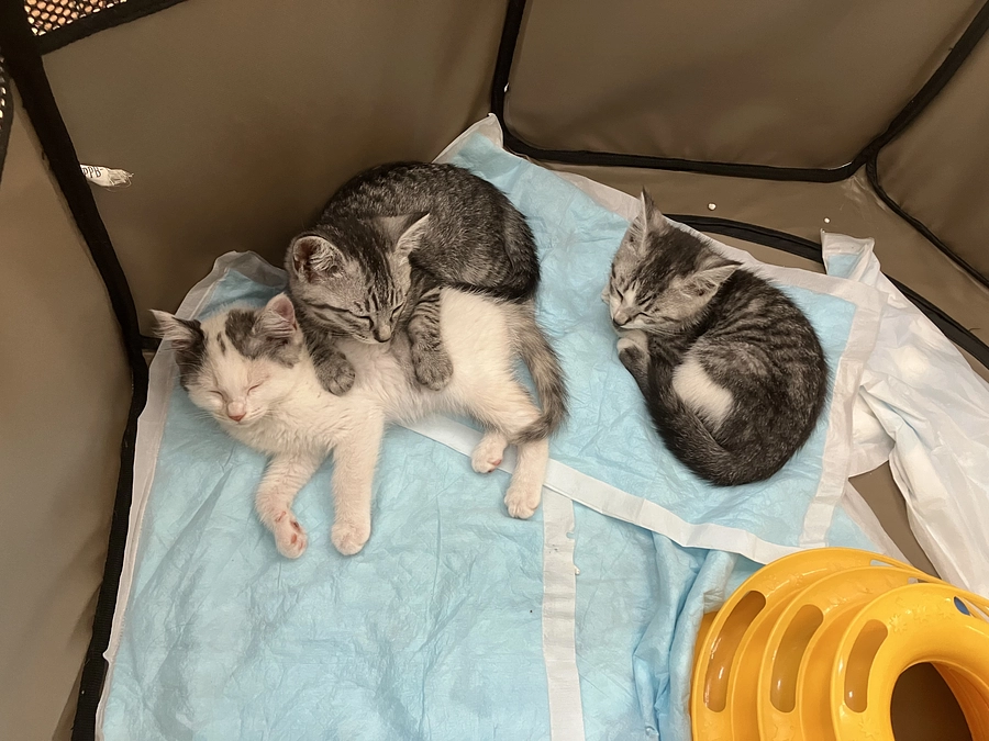 目標金額達成のご報告