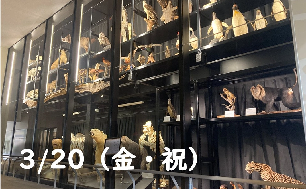 【3/20(金・祝)】標本庫ツアー