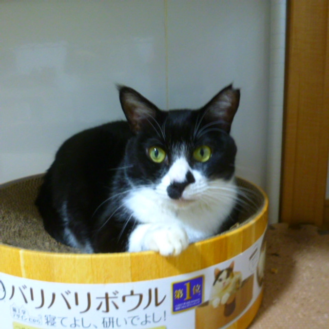 在籍猫紹介【国分寺子ちゃん】