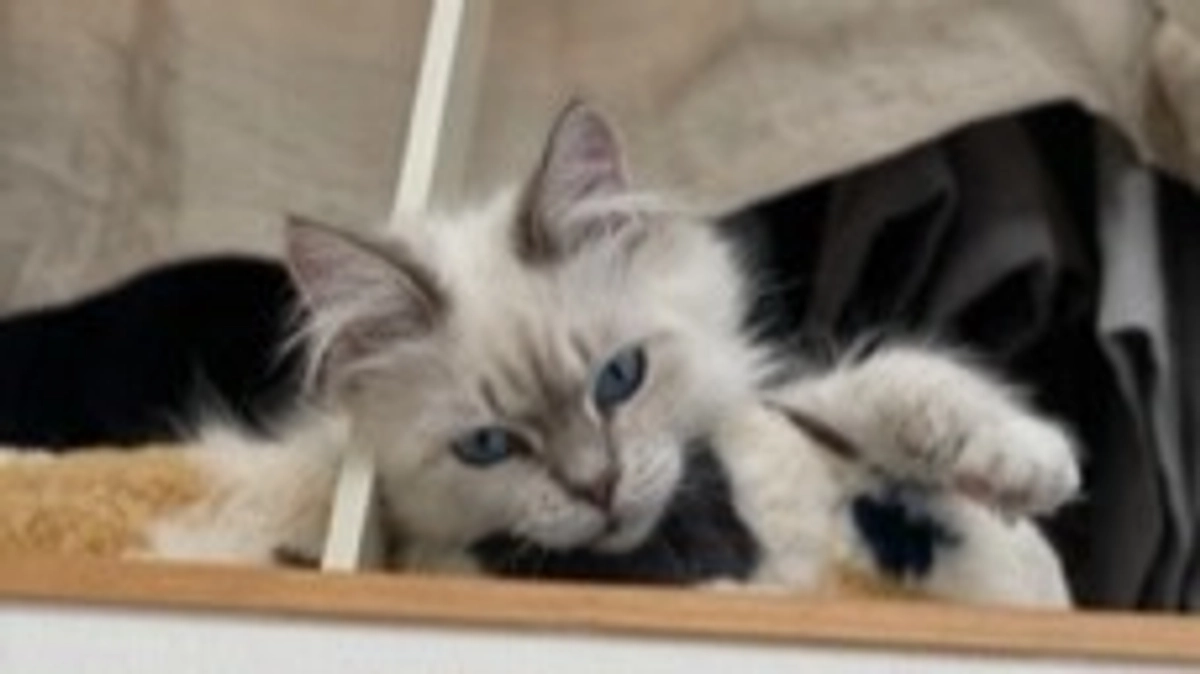 【インスタライブ始めました】