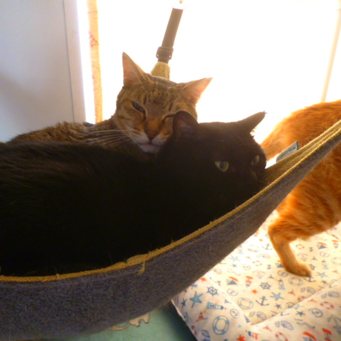 在籍猫紹介【進くん＆公ちゃん】