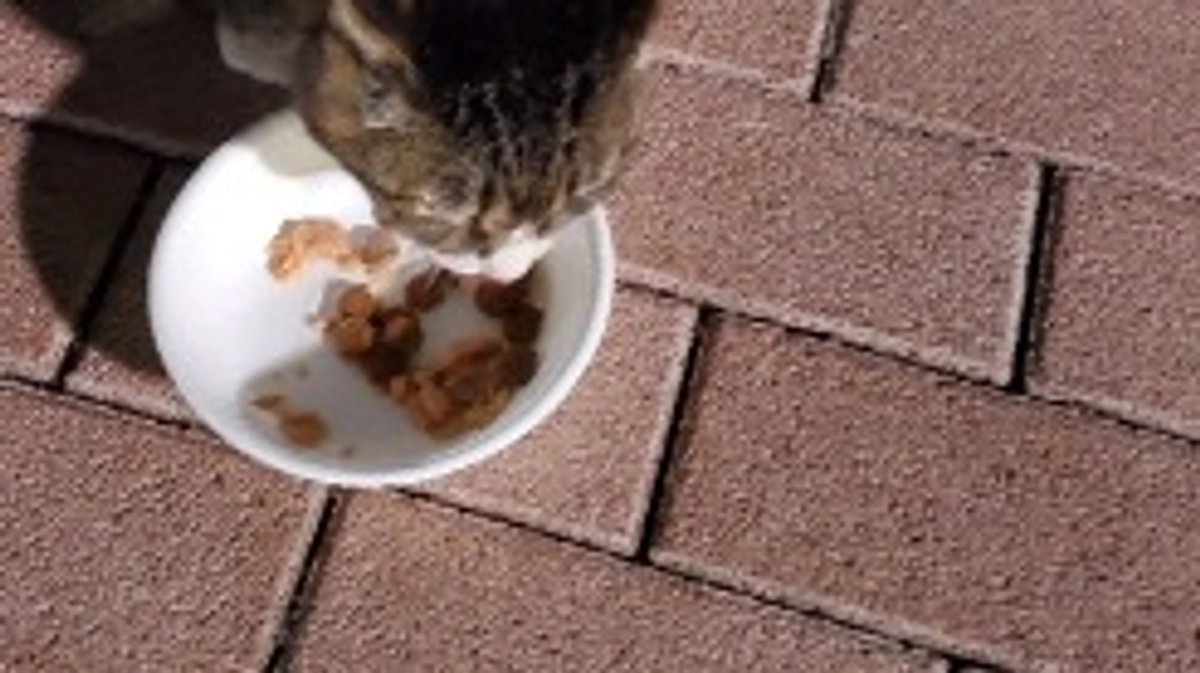 プロジェクト達成しました。皆様本当にありがとうございます🙇‍♀️