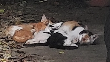 野良猫達のTNR活動と傷ついた野良猫の保護、病気猫の保護の継続活動 のトップ画像