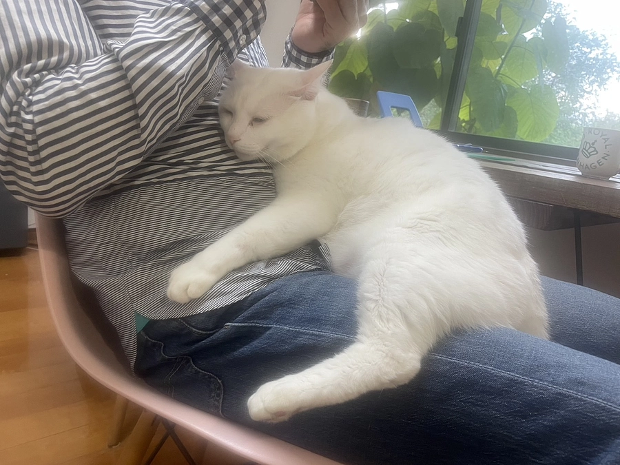 波乱万丈の猫生～SNSが繋いだ奇跡の出会いの現在