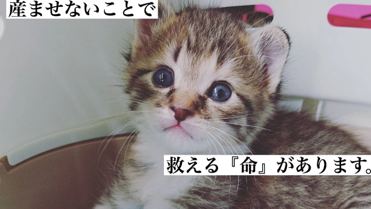 ノラ猫に不妊手術する活動を応援してください