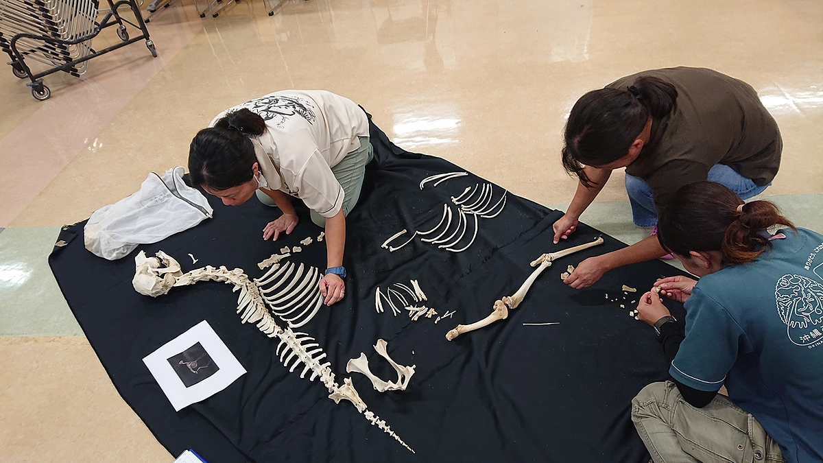 シカの骨、並べてみた