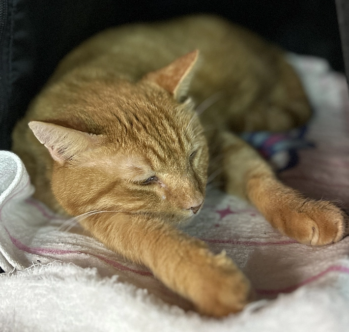 トラちゃん　Before & After